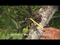 Soursop Production Techniques- A training for Belize