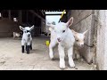 24 Curious goat kids!