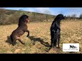 Dartmoor Pony Stallions performing together on Dartmoor