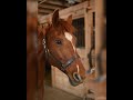 A close up of a horse