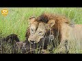 15 Most Brutal Moments Of Lions Attacking Warthog | Animal Fight