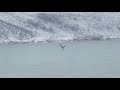 Bald eagles hunting a Canadian goose