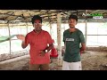 মাচার উপর পোল্ট্রি ফার্ম করার 5টি লাভ | Desi Poultry Farm | Chicken Farm | Broiler Farm in India