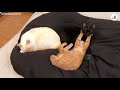 The kindness of the two brother cats who watch over the little shelter kitten is so heartwarming!