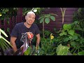 How  to grow Canna Lilies & 5 colourful types