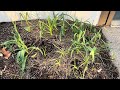 Looking Good | Garlic #growingwithhudson #gardening2024 #garlic