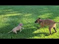 Otter and Lamar at 3 months old