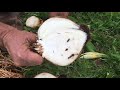 How To Dig A Crinum