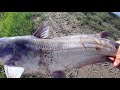 Fishing For River Donkeys, Mississippi River Catfish