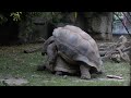 The horny Galapagos Tortoise of Bristol Zoo Gardens