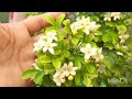 How to get more flowers from Madhu Kamini😀/ Madhu Kamini plant care tips