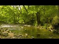 【自然の音】せせらぎと野鳥のうた / Nature Sounds - The Murmuring and the Bird Song