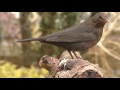 Videos and Sounds for Cats : Garden Birds Extravaganza