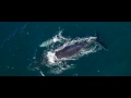 Amazing Humpback whale footage off Australia's east coast