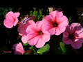 Relaxing Instrumental Music for the Mind | Beautiful Soft Piano Music for Relaxation..