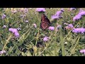 Slow-motion butterflies! What’s not to love?