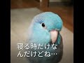 マメルリハ、てこんな感じですか…？pacific parrotlet.