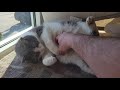 Cat loves belly rubs