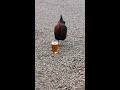 Chicken Drinking