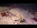 Octopuses fighting - La Jolla Shores