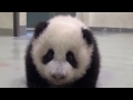 TOP 10 CUTEST BABY PANDA VIDEOS