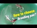 Choosing betta fish breeding pair