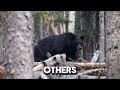 BEARS: Life In The Wild