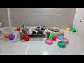 CLASSIC Dog and Cat Videos😻🤣🐶1 HOURS of FUNNY Clips