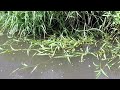 Japanese micro fishing! 【TANAGO FISHING】 The daily life of Japanese anglers.