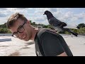 Welcome to Pigeons ROC | Flying My Pigeons for the First Time!