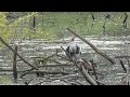 親鳥に猛烈に餌をねだるアオサギ若鳥@勅使池 / Young Grey Heron asking parent bird for food fiercely.