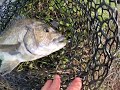 Southern black bream on grubs [ browns river]