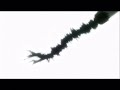 Bleach - Ichigo Vs Ulquiorra AMV Edit