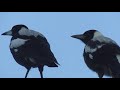 Noisy baby magpie is hungry