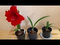 如何让朱顶红复花? 做好这几步，年年有花看/ How to take care of Amaryllis to bloom again?