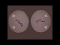 MEIOSIS - MADE SUPER EASY - ANIMATION