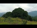 Foggy Mountain of Matangili