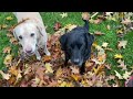 Olive and Mabel  - Working Like a Dog
