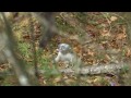 Baby Snub-nosed Monkeys