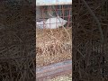 Guinea got new hay