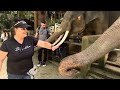 Feeding elephants at a sanctuary