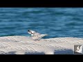 コアジサシの幼鳥達 /Young Little Terns