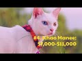 The 15 Most Expensive Cat Breeds