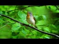 Relaxing Piano Music 🌿 Music for Sleeping, Birdsong, Relaxation Music, Meditation Music