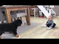 FIRST MEETING BABY vs BERNESE MOUNTAIN DOG PUPPY