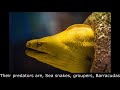 Moray eel fax