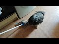 Lhasa Apso refuses to move - even when floor is being mopped Funny Dog Video