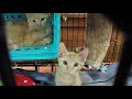 Kittens For Sell part 1