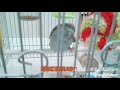 【マメルリハ】換羽、てツラいわね～💢  pacific parrotlet.