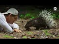 El puntiagudo puercoespín en la jungla de Tailandia | Dentro de Wild Frank | Discovery en español